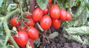 Popis odrůdy rajčat ježek, její výnos a pěstování